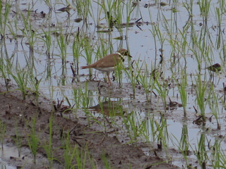Charadrius dubius