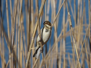 Emberiza schoeniclus