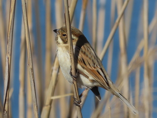 Emberiza schoeniclus
