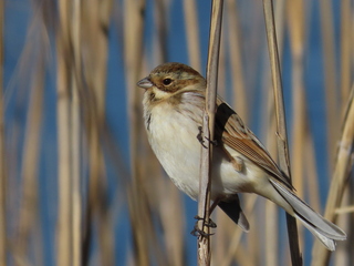 Emberiza schoeniclus