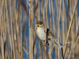 Emberiza schoeniclus