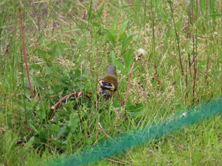 Chloris sinica