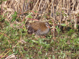 Rallus indicus