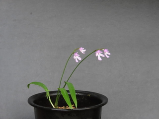 Amitostigma cv. Enomotochidori