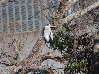Ardea cinerea