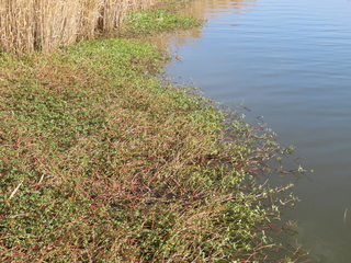 Alternanthera philoxeroides