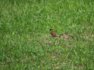 Passer montanus