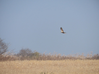 Pandion haliaetus?