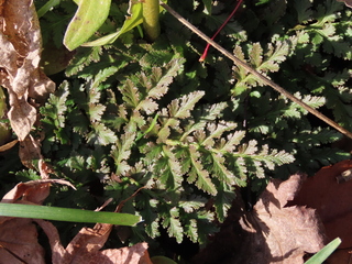 Botrychium japonicum