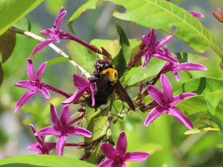 Xylocopa appendiculata