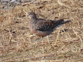 Streptopelia orientalis