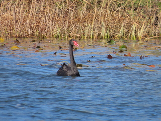 Cygnus atratus