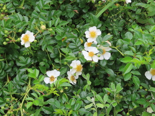Rosa luciae