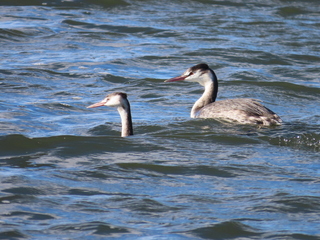 Podiceps cristatus