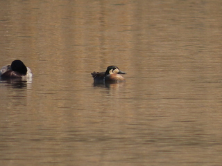 Anas platyrhynchos