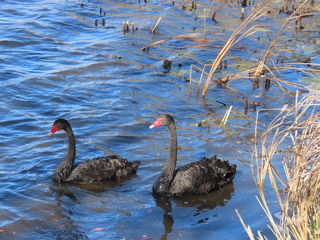 Cygnus atratus