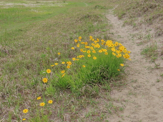 Coreopsis lanceolata