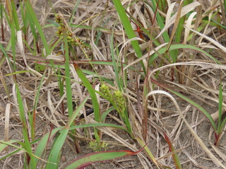 Alauda arvensis
