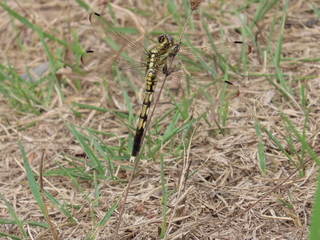 Orthetrum albistylum speciosum