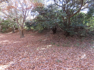 IMG_5524.JPG