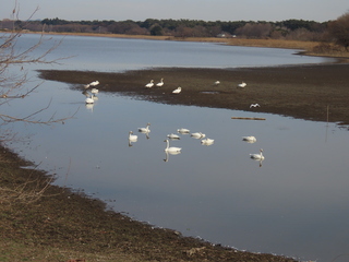 Cygnus cygnus