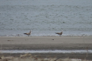 Larus crassirostris?