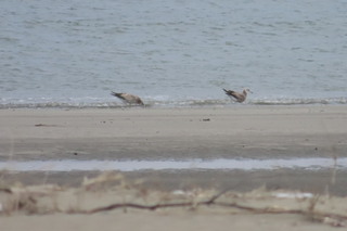 Larus crassirostris?