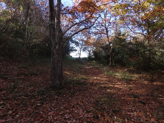 IMG_5541.JPG