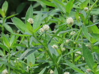 Alternanthera philoxeroides