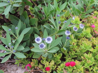 Globularia sarcophylla 'Blue Eyes'