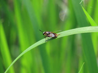 Stratiomys japonica