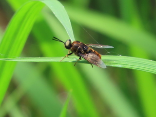 Stratiomys japonica