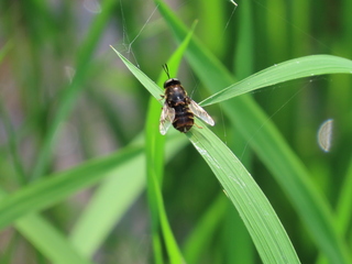 Stratiomys japonica