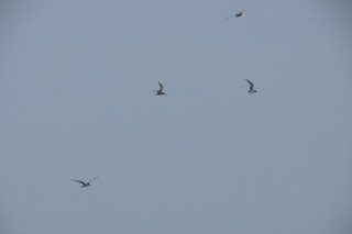 IMG_5569.JPG