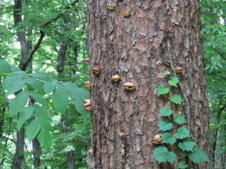 Cryptoporus volvatus