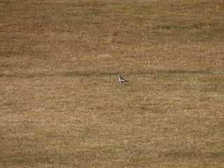Motacilla alba lugens