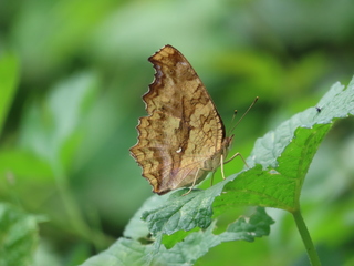 Polygonia c-aureum