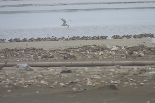 Calidris alpina, Calidris alba and Sternula albifrons