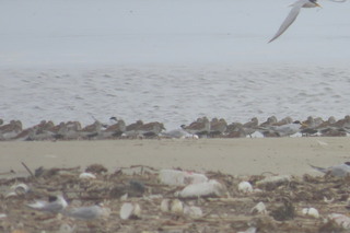 Calidris alpina, Calidris alba and Sternula albifrons