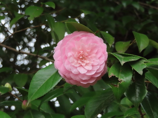 Camellia japonica var. rosacea