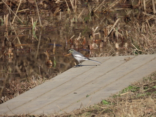 Motacilla alba lugens