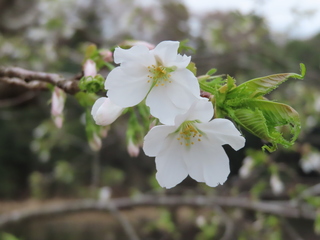 Prunus lannesiana cv.