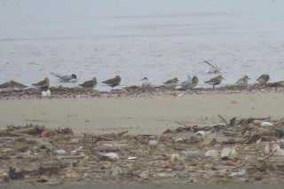 Calidris alpina, Calidris alba and Sternula albifrons