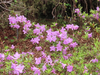Rhododendron tosaense