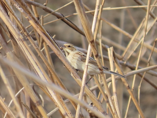 Emberiza schoeniclus