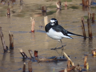 Motacilla grandis