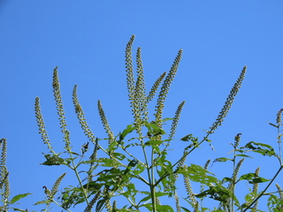Ambrosia trifida