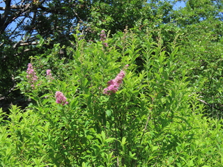 Spiraea salicifolia