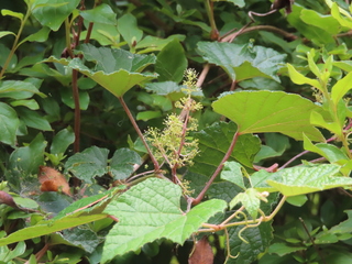 Vitis ficifolia
