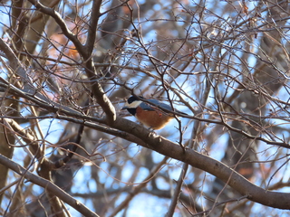 Sittiparus varius
